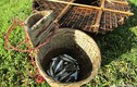 Chiêu độc săn cá suối của trẻ em vùng cao Nghệ An