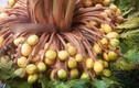 Xôn xao câu chuyện cây vạn tuế “đẻ” 400 “trứng vàng“