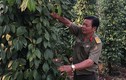 Khu vườn 360 tỷ đồng của "đại gia" củ cải Lâm Đồng