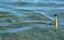 Video: Robot lươn phát hiện ô nhiễm nước