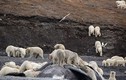 Băng đảng 200 con gấu Bắc Cực đi mở tiệc đánh chén cá voi