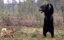 Video: Bên trong trại huấn luyện chó săn đẫm máu ở Nga