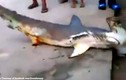 Video: Cá mập khổng lồ lên bờ, bị dân đánh đập đến chết