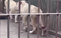 Video: Sư tử tự cắn đứt đuôi để thoát khỏi hố nước đóng băng