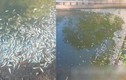 An Giang: Ao cá tiền tỷ nghi bị hạ độc ngày Tết