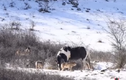 Video: Ngựa thản nhiên đi vào giữa bầy sói, nằm ngửa ra như... mời ăn thịt