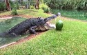 Video: Thót tim xem cá sấu khổng lồ ghê gớm nhất nước Úc đớp thức ăn