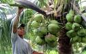 Mỗi tháng thu hơn 10 triệu từ vườn dừa xiêm xanh trái sai quá trời