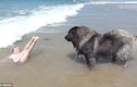 Sợ cô chủ nhỏ bị sóng đánh trôi, chú chó to lớn kéo bằng được lên bờ