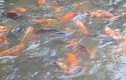 Video: Ngắm nhìn đàn cá chép "nghiện" bim bim ở chùa Nôm