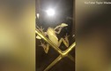 Video: Bướm đêm bị ếch nuốt chửng vẫn quằn quại chui ra