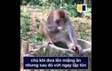 Video: Muôn vàn biểu cảm của động vật khi thử sầu riêng