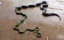 Video: Cảnh rắn oằn mình nôn ra đồng loại sau khi nuốt vào bụng