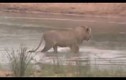 Video: Sư tử lội sông, bị "sát thủ vô hình" chồm lên tấn công