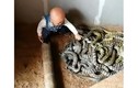 Video: Bé trai chưa biết nói nghịch đàn rắn như đồ chơi ở Trung Quốc