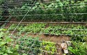Thăm vườn sum suê rau trái của NSND Hồng Vân