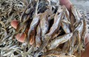 Kiếm bộn tiền từ nghề cá khô sông Đà