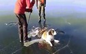 Video: Chú chó tội nghiệp mắc kẹt đuôi và chân trên hồ băng