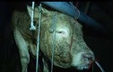 Kinh hãi bò bị bơm nước vào mũi suốt 12 tiếng để tăng trọng