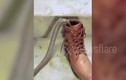 Video: Hoảng hồn phát hiện rắn chui vào giày