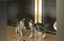 Video: Mèo trước gương hành động khiến chủ không nhịn được cười