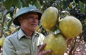 Vườn bưởi chi chít trái chín vàng ruộm ở vùng đất Yên Châu
