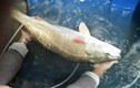 Video: Ngư dân bắt được cá "lạ" nghi cá sủ vàng quý hiếm