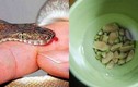 Hạt chanh có thể cứu sống người bị rắn cắn chỉ trong vòng 1 phút