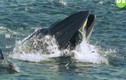 Video: Hãi hùng cảnh cá voi khổng lồ hút người vào miệng