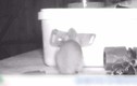 Video: Chú chuột âm thầm dọn đồ cho chủ nhà lúc nửa đêm