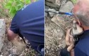 Video: Chú chó bị kẹt dưới tảng đá rối rít hôn cảm ơn người giải cứu