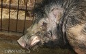 "Quái vật" lợn rừng 200kg, trả giá 40 triệu không bán