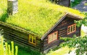 Kỹ thuật trồng cây trên mái nhà chống nóng mùa hè