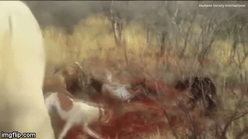Video: Kinh hoàng cảnh 4 con chó săn tranh nhau cắn xé báo đốm