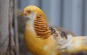 Video: Kinh doanh chim, gà quý giá chục triệu đồng/con