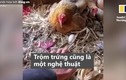 Video: Người đàn ông 'thôi miên' gà để móc trộm trứng