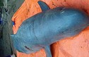 Thực hư huyền thoại của loài ‘cá thiêng’ trên sông Mê Kong