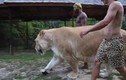 Video: Sư tử lai hổ nặng hơn 3 tạ thảnh thơi đi dạo cùng 2 người đàn ông