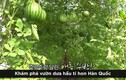 Video: Độc đáo vườn treo dưa hấu tí hon ở Hàn Quốc