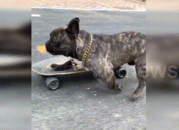 Video: Choáng với kỹ năng trượt ván siêu đẳng của...một chú chó