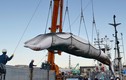 Video: Giới hạn nào cho ngành săn bắt cá voi ở Nhật Bản?
