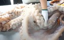 Video: Xem đầu bếp Nhật Bản sơ chế bạch tuộc khổng lồ