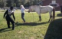 Video: Loài ngựa ghét con người như thế nào?