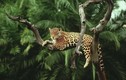 Video: Vì sao con người cần bảo vệ rừng Amazon?