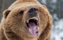 Video: Mẹo sinh tồn khi bị gấu hoang dã tấn công