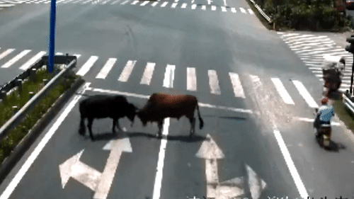 Video: Cặp bò đực rủ nhau ra giao lộ 'đại chiến'