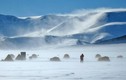 Video: Giải mã nguyên nhân con người không thể sống ở Bắc Cực