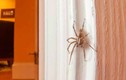 Video: Vì sao bạn không nên giết nhện trong nhà?