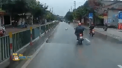 Video: Chó thả rông, chạy sang đường khiến tài xế xe máy ngã sấp mặt