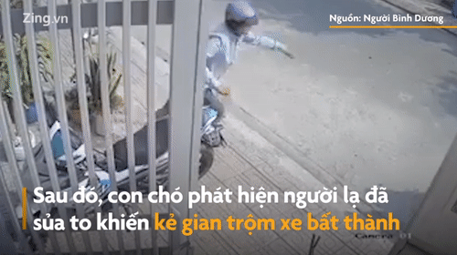 Video: Chưa kịp bẻ khóa xe máy, trộm bị chó rượt chạy "té khói"